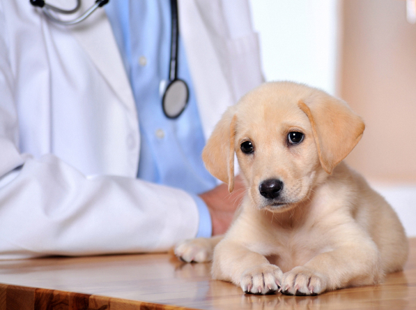 USA Pet Clinic Insurance